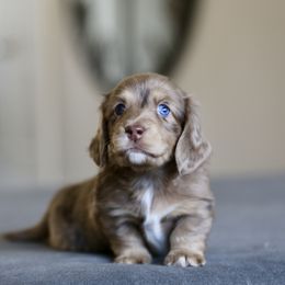 Dachshund Puppies from Gem State Mini Dachshunds