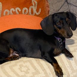 Rubí - Dachshund