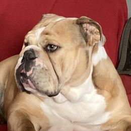 Lucy - Bulldog