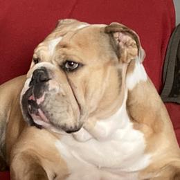 Lucy - Bulldog