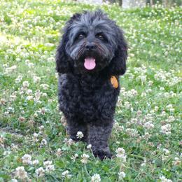 Poodles from Scenic Hills Kennels