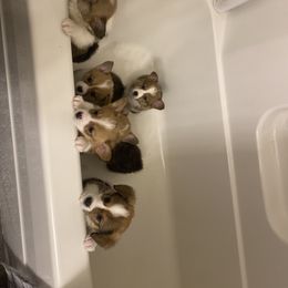 Pembroke Welsh Corgi Puppies from Starrs Soda Factory