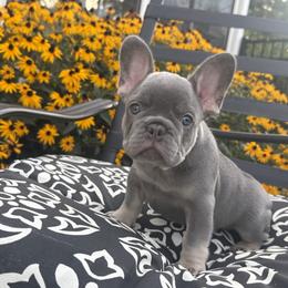 Luna - Tricolors female French Bulldog puppy in Bethlehem, Pennsylvania from NeighborHood Frenchies