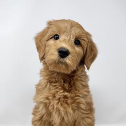 Jimmy - Apricot male Australian Labradoodle puppy in Sacramento, California from Little Farmstead Labradoodles