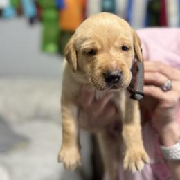 Brown - Yellow male Labrador Retriever puppy in Dennis, Mississippi from Outlaw Ridge Kennels