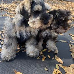 Miniature Schnauzer Puppies from Emariella’s Miniature Schnauzers