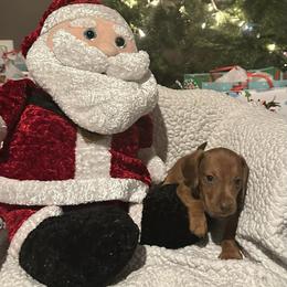 Rudolph - Dapple male Dachshund puppy in Hudson, Michigan from Mittentail Kennel Miniature Dachshunds