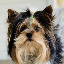 Biewer Terriers from North Georgia Biewers