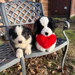 Felix - Black and white male Border Collie puppy in Mckinney, Texas from Border Collies of Ruidoso