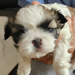 Shih Tzus from Aweont Schock