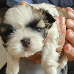 Shih Tzus from Aweont Schock