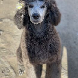 Poodle Puppies from PF Standard Poodles