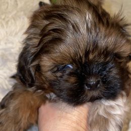 Girl 2 - Shih Tzu puppy in Wooster, Ohio from Mending Hearts Shih Tzu's