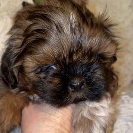 Girl 2 - Shih Tzu puppy in Wooster, Ohio from Mending Hearts Shih Tzu's