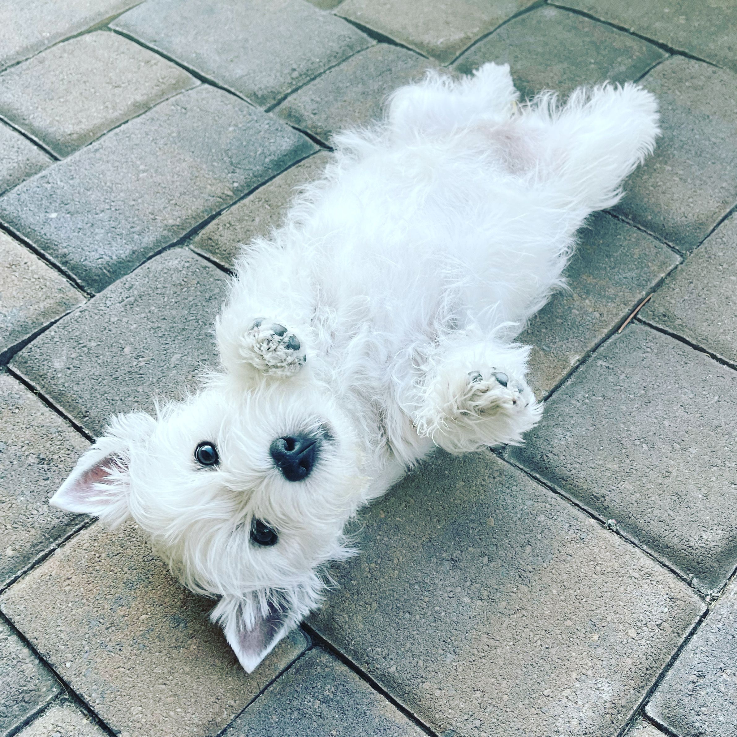 A West Highland Terrier lying on its back for a belly rub
