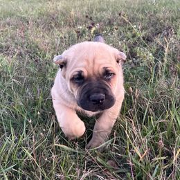 Boy 1 - Fawn male Cane Corso puppy in Jones, Michigan from Woodlands Cane Corso