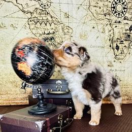 Reva - Red merle female Australian Shepherd puppy in West Union, Iowa from Boundless Hearts Australian Shepherds LLC