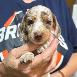 Pheobe - Dapple female Dachshund puppy in Sterling, Colorado from Country Chics Doxies