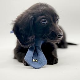 AKC blue boy - Black male Dachshund puppy in Bartlesville, Oklahoma from OkieDokieDox