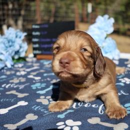 Millie - Chocolate female Dachshund puppy in Prospect, Oregon from Spunky Sausage Pups