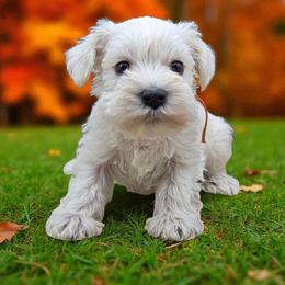 Boy 2 - White male Miniature Schnauzer puppy in Houston, Texas from Haughton Farm