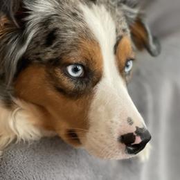Violet - Miniature Australian Shepherd