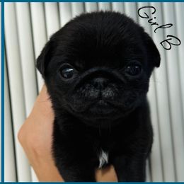 Girl B - Black female Pug puppy in Sarasota, Florida from Wicked Kennel