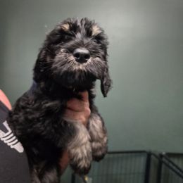 Brown Collar - Black and tan female Giant Schnauzer puppy in Cloverdale, Ohio from House of Roth Giant Schnauzers