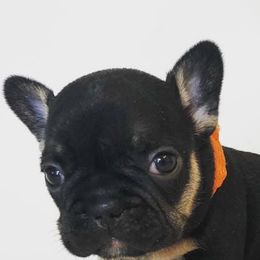 French Bulldogs from Frenchie Social