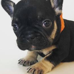 French Bulldogs from Frenchie Social