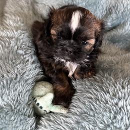 Valentino - Brindle and white male Shih Tzu puppy in Scottdale, Pennsylvania from Nancy’s Majestic Shih Tzus