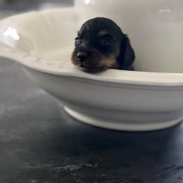 Marcos - Black and tan male Dachshund puppy in Green Forest, Arkansas from Baileys Precious Puppies