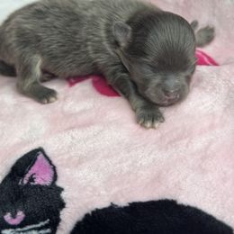 Weeney - Blue brindle male Pomeranian puppy in Kilgore, Texas from 5 Star Poms