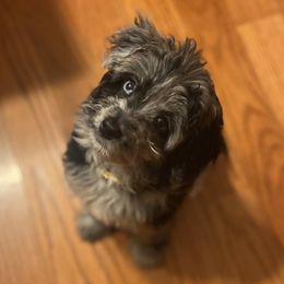 Rue - Aussiedoodle