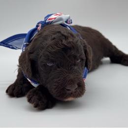 Beaufort - Brown and white male Bernedoodle puppy in Claremont, North Carolina from Magnolia Grove Farms