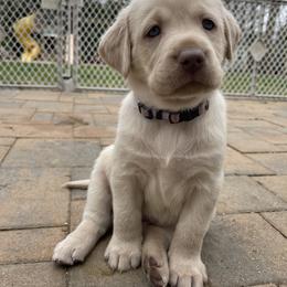 Dilute Retriever and Labrador Retriever Puppies from South Shore Labradors