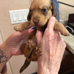 Judy - Chocolate and cream female Dachshund puppy in Heber Overgaard, Arizona from Sonoran Doxies