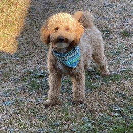 Milo - Goldendoodle
