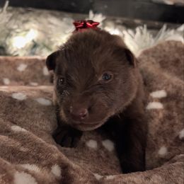 Dark Green color - Liver male German Shepherd puppy in Marion, Ohio from Legacy K9’s