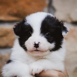 Gambit - Black male Border Collie puppy in Dallas, Texas from Effervescent Border Collies