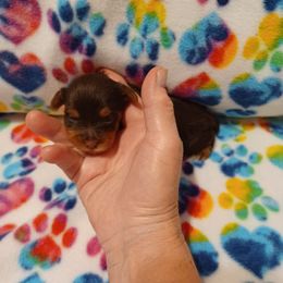 Yorkshire Terrier Puppies from Precious Yorkie Babies