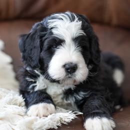 Fudge - Black and white male Bernedoodle puppy in Delta, Pennsylvania from KEE Bernedoodles