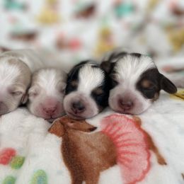 Dachshund and Golden Retriever Puppies from Wyo Dachshunds & Goldens