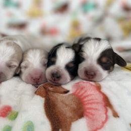 Dachshund and Golden Retriever Puppies from Wyo Dachshunds & Goldens