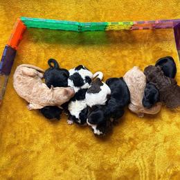 Girl 2 - Apricot female Goldendoodle puppy in Lowville, New York from Adirondack Goldendoodles