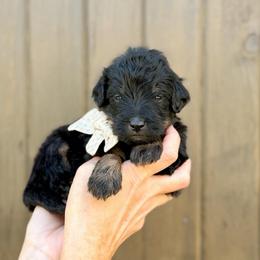 Lucy - Phantom female Bernedoodle puppy in Bellville, Ohio from Bernedoodle Buddies