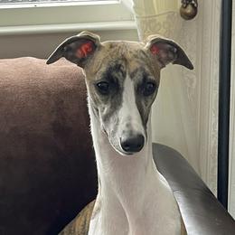 Aila - Whippet