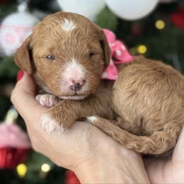Yara - Pink collar female - Red  female Goldendoodle puppy in Yuciapa, California from AlltheDoodlez_
