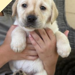 Girl 2 - Yellow female Labrador Retriever puppy in Wilson’s, Virginia from Cedar Hill Farm Labradors