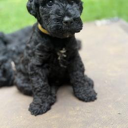 Kerry Blue Terrier and Soft Coated Wheaten Terrier Puppies from Cross the Rubicon